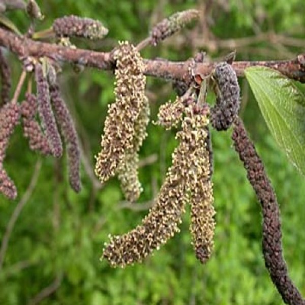 Paper Mulberry, Broussonetia Papyrifera - Seeds (1Kg)